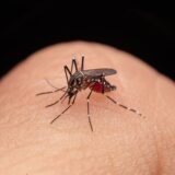 Informações sobre a Dengue em tempos de enchentes